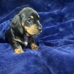 Big John - Dachshund puppy from Frank's Mini Doxies