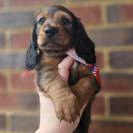 Dachshund Puppies from Royal Dackel Haus