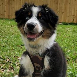 Australian Shepherds from Triple R Shepherds
