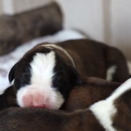 Maddie - Brown and white female Saint Bernard puppy in Green Forest, Arkansas from Horseshoe Drive Kennel