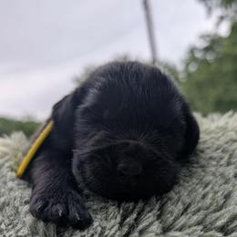 Yellow - Black male Newfoundland puppy in Independence, Missouri from K & L Ranch