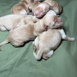 Girl 2 - Golden female Golden Retriever puppy in Sevierville, Tennessee from Renko Kennel