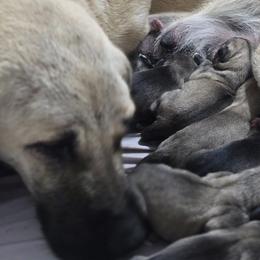 Anatolian Shepherd Dog Puppies from Florida Anatolian Shepherds