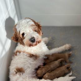 Millie - Parti female Goldendoodle puppy in San Jose, California from Doodle Amore