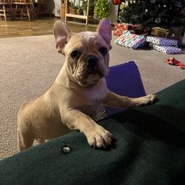 Cream boy - Cream male French Bulldog puppy in Nevis, Minnesota from Faithful Acres French Bulldogs