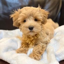 Cooper - Apricot male Maltipoo puppy in Lancaster, South Carolina from 3 Bs Havanese-PUPPIES with  PURPOSE