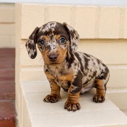 Rolo - Chocolate and tan male Dachshund puppy in Arcadia, California from Cruz Industries - Dachshund Company & French Bulldog Company