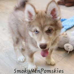 Lucie SALE 2500 - Chocolate female Pomsky puppy in Christiana, Tennessee from Smoky Mountain Pomskies