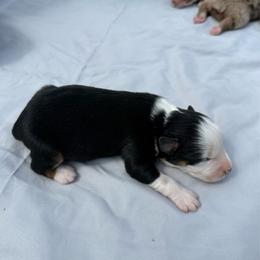 Benny - Black tri male Miniature Australian Shepherd puppy in Marion, Michigan from Highland Hills Mini Aussies