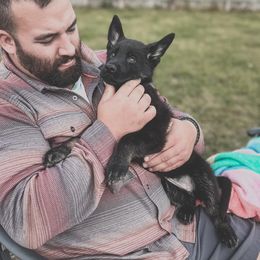 German Shepherds from Chloe Tascoff