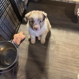 Red merle boy - Red merle male Australian Shepherd puppy in Lancaster, California from Leyline Australian Shepherds