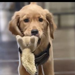 "June-Bug Pup" Golden Retriever Puppies from Graceful Goldens