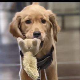 "June-Bug Pup" Golden Retriever Puppies from Graceful Goldens