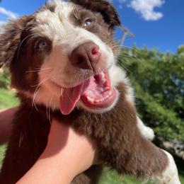 Fang - Red tri-color male Australian Shepherd puppy in Leamington, Utah from Circle L Aussies
