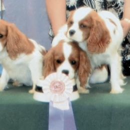 Cavalier King Charles Spaniels from Royal Health Tested