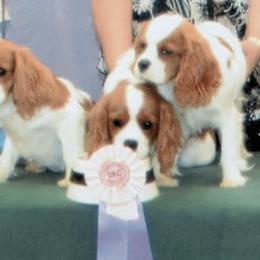 Cavalier King Charles Spaniels from Royal Health Tested