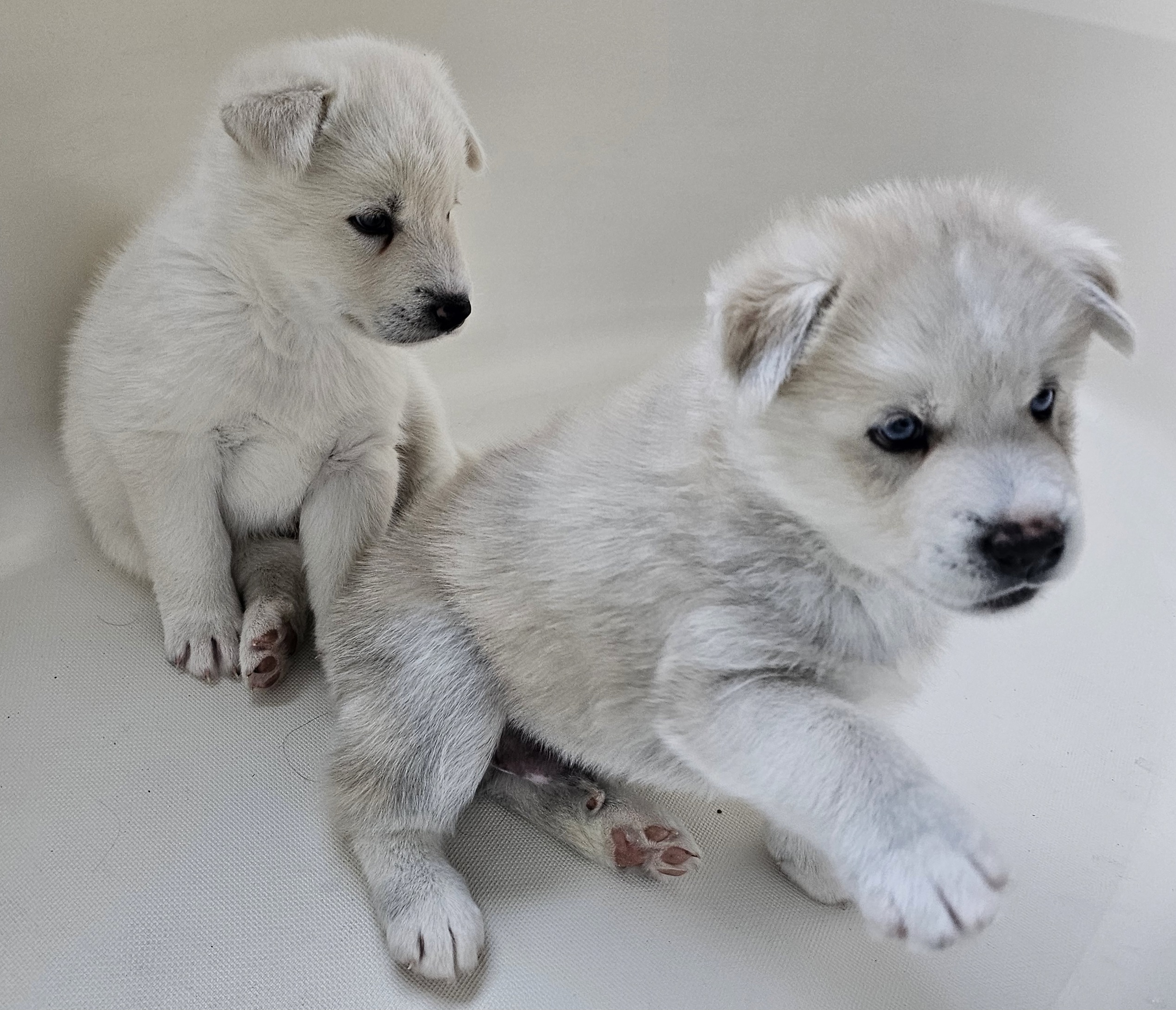 Pomsky Puppies from Peoria Pomskies