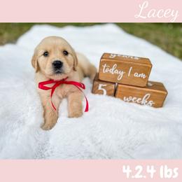 Golden Retriever Puppies from All shades Golden