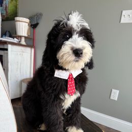Colonel - Black and white male Sheepadoodle puppy in Marion, Ohio from Doodles & Doxies