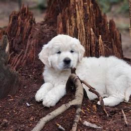 Golden Retriever Puppies from Hoekema Homestead Goldens