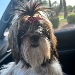 Eevee - Shih Tzu