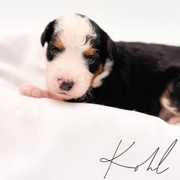 Kohl - Tri-color male Bernedoodle puppy in Tipton, Indiana from Country Creek Doodles