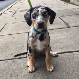 Catahoula Leopard Dogs from Path Valley Catahoulas