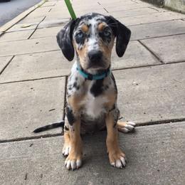 Catahoula Leopard Dogs from Path Valley Catahoulas