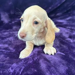 AKC Tadhg (Tyg) - Cream female Dachshund puppy in Memphis, Tennessee from River City Doxies