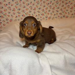 Evan - Chocolate male Dachshund puppy in Mountain Grove, Missouri from Happy Hounds