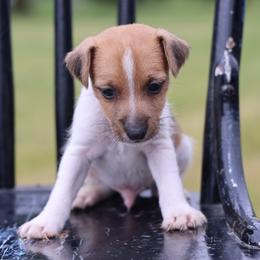 Carson - Tan and white male Jack Russell Terrier puppy in West Bend, Iowa from Blue Skies Terriers