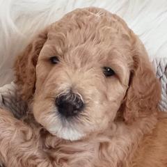 Boy 3 Peanut - Goldendoodle puppy in Grantville, Pennsylvania from Hershey PAw Doodles