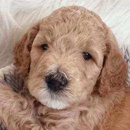 Boy 3 Peanut - Goldendoodle puppy in Grantville, Pennsylvania from Hershey PAw Doodles