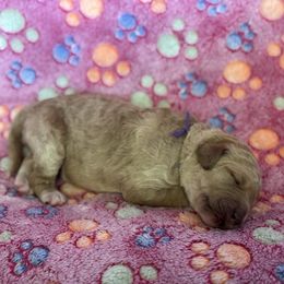Jessie Purple Collar - Apricot female Goldendoodle puppy in Lexington, North Carolina from Deborah’s Doodles