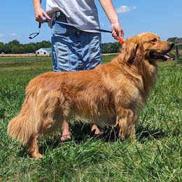 Chase - Golden Retriever