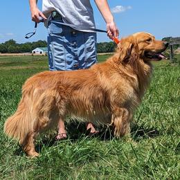 Chase - Golden Retriever