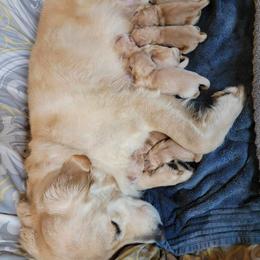 Golden Retriever Puppies from DeClercks Goldens