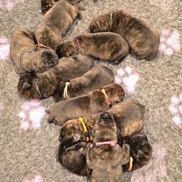 Female 6 - Tiger female Perro de Presa Canario puppy in Pocahontas, Illinois from Cabeza Grande Kennel