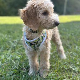 Finn - Goldendoodle