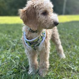 Finn - Goldendoodle