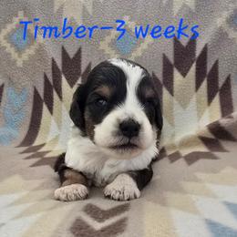 Storm - Brown merle male Aussiedoodle puppy in Redding, California from House Merrills Minis and Doodles