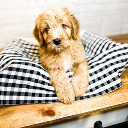 Lahaina - Bernedoodle puppy in Lehi, Utah from Larsen Litters