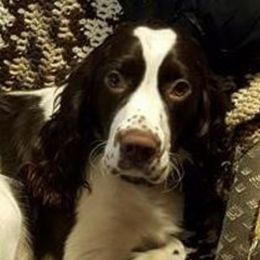 English Springer Spaniels from Vicky Jensen