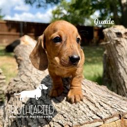 Quade - Dapple male Dachshund puppy in Royse City, Texas from Truehearted Miniature Dachshunds