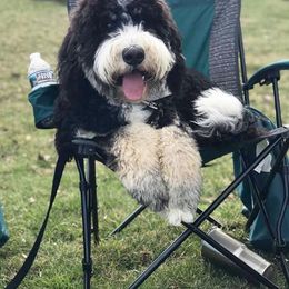 Bernedoodle All Grown Up from Walnut Hollow Kennels