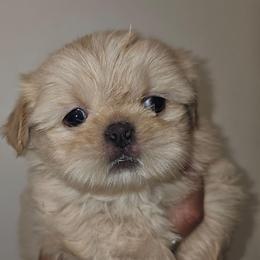 Gemma - Cream and white female Shih Tzu puppy in Los Banos And Bay Area, California from Shantii's Shih Tzu's