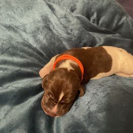 German Shorthaired Pointer and Jack Russell Terrier Puppies from Ivy Creek Kennels