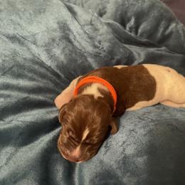 German Shorthaired Pointer and Jack Russell Terrier Puppies from Ivy Creek Kennels