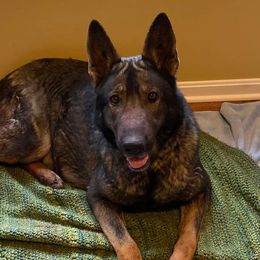 German Shepherds from Fair Fields Farm