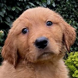 Golden Retriever puppies from Rowan Red Retrievers